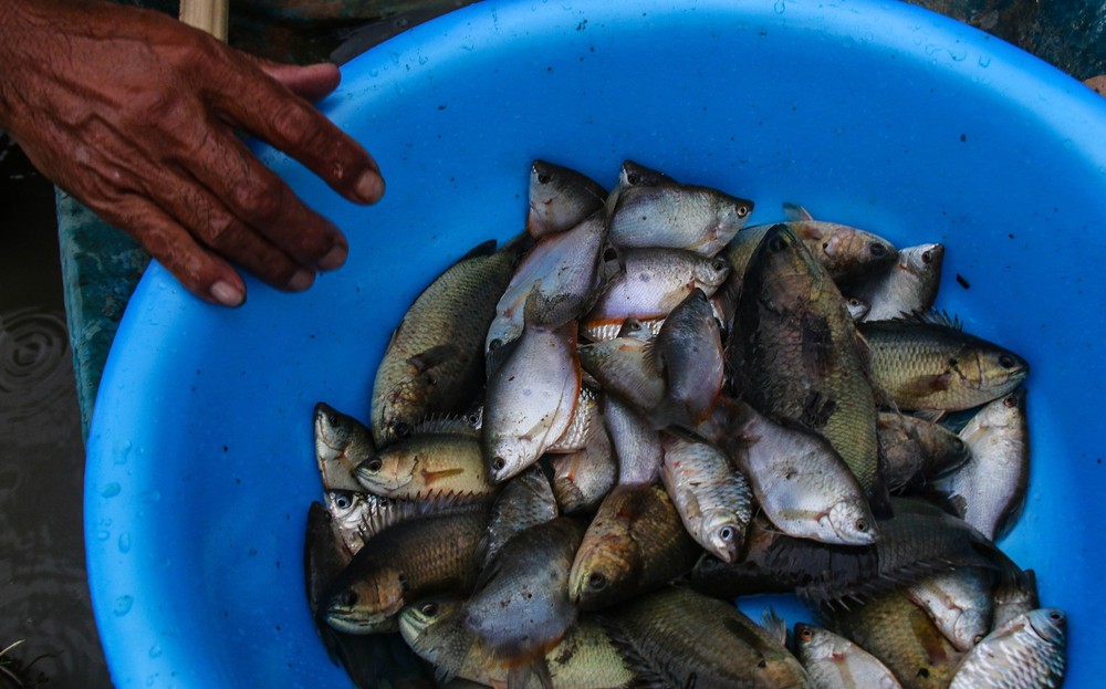 Trù phú mùa cá đồng ở Cần Thơ sau nhiều năm "đói" lũ - Ảnh 3. Trù phú mùa cá đồng ở Cần Thơ sau nhiều năm "đói" lũ - Ảnh 3.