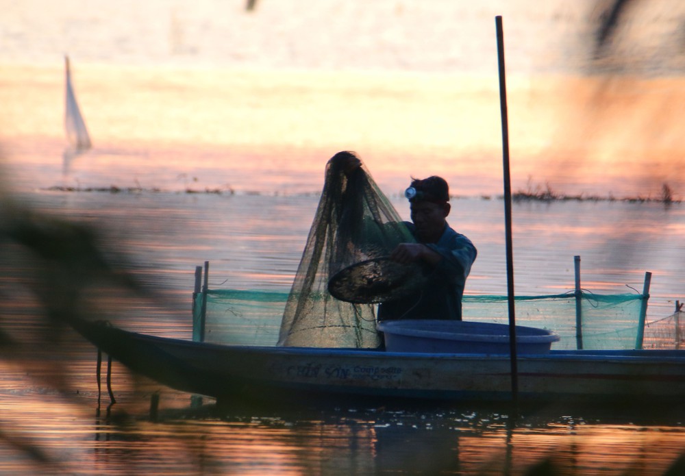 Trù phú mùa cá đồng ở Cần Thơ sau nhiều năm "đói" lũ - Ảnh 4. Trù phú mùa cá đồng ở Cần Thơ sau nhiều năm "đói" lũ - Ảnh 4.