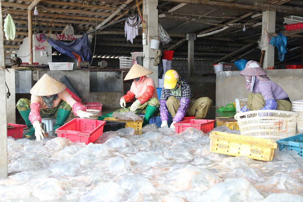 Thanh Hóa kiểm soát chặt chẽ đội tàu cá, nỗ lực khắc phục "thẻ vàng" IUU" - Ảnh 3. Thanh Hóa kiểm soát chặt chẽ đội tàu cá, nỗ lực khắc phục "thẻ vàng" IUU" - Ảnh 3.