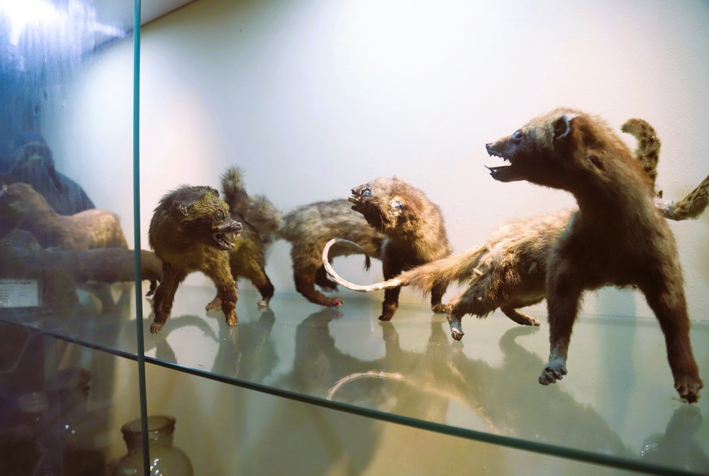 Trải nghiệm &quot;thế giới thu nhỏ&quot; của Khu dự trữ sinh quyển Pù Huống - Ảnh 1.