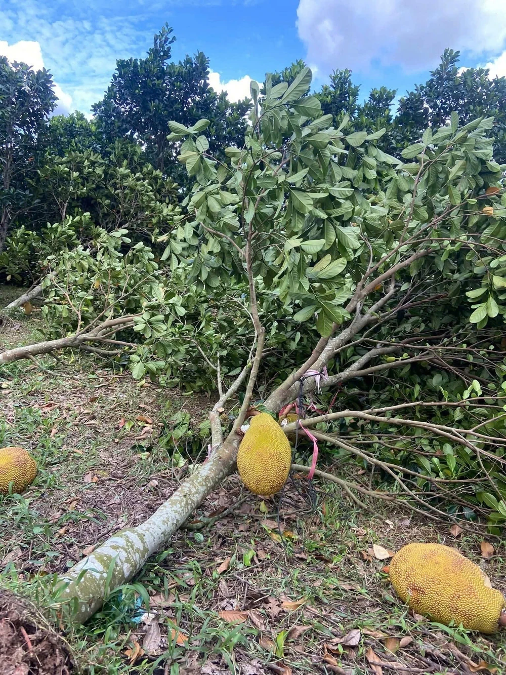 Ước thiệt hại ban đầu do mưa lũ tại miền Trung khoảng hơn 3.000 tỷ đồng - Ảnh 3. Ước thiệt hại ban đầu do mưa lũ tại miền Trung khoảng hơn 3.000 tỷ đồng - Ảnh 3.