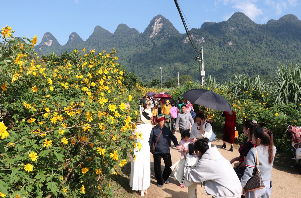 Lễ hội hoa Dã quỳ lần thứ nhất với chủ đề “Kết nối sắc vàng - Lan tỏa yêu thương” - Ảnh 3. Lễ hội hoa Dã quỳ lần thứ nhất với chủ đề “Kết nối sắc vàng - Lan tỏa yêu thương” - Ảnh 3.