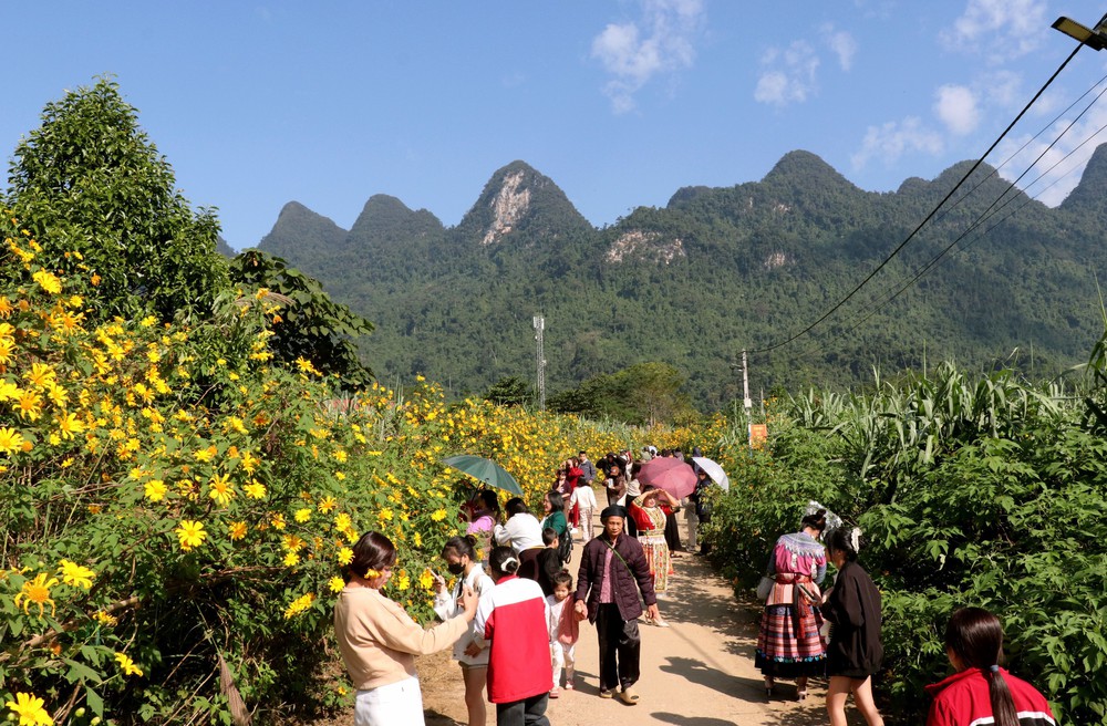 Lễ hội hoa Dã quỳ lần thứ nhất với chủ đề “Kết nối sắc vàng - Lan tỏa yêu thương” - Ảnh 4. Lễ hội hoa Dã quỳ lần thứ nhất với chủ đề “Kết nối sắc vàng - Lan tỏa yêu thương” - Ảnh 4.