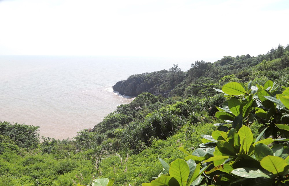 Nghệ An: Báo động tình trạng bẫy, bắt chim hoang dã theo kiểu tận diệt trên núi Rồng - Ảnh 1.