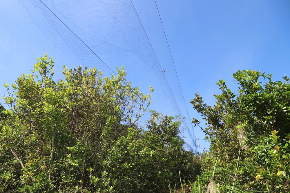 Nghệ An: Báo động tình trạng bẫy, bắt chim hoang dã theo kiểu tận diệt trên núi Rồng - Ảnh 3.