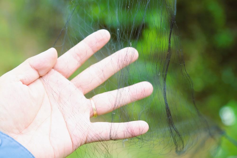 Nghệ An: Báo động tình trạng bẫy, bắt chim hoang dã theo kiểu tận diệt trên núi Rồng - Ảnh 6.