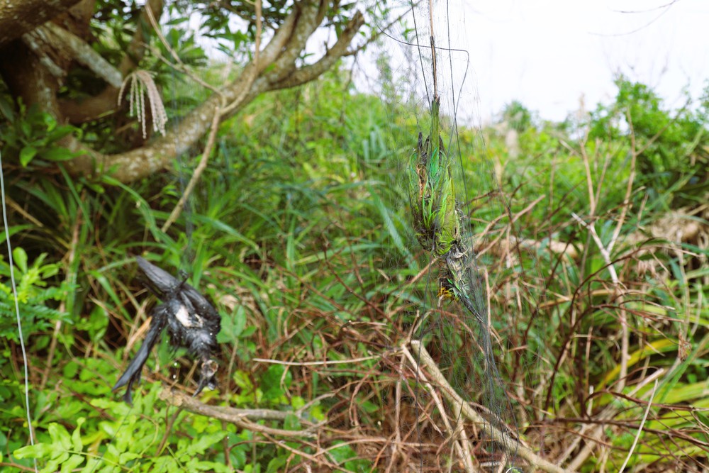 Nghệ An: Báo động tình trạng bẫy, bắt chim hoang dã theo kiểu tận diệt trên núi Rồng - Ảnh 8.