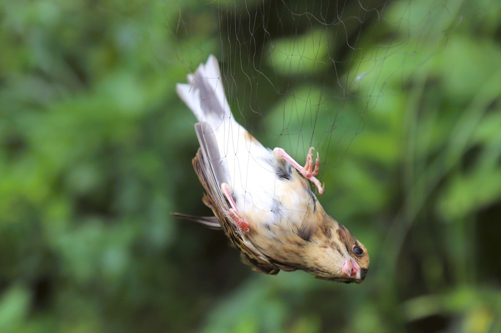 Nghệ An: Báo động tình trạng bẫy, bắt chim hoang dã theo kiểu tận diệt trên núi Rồng - Ảnh 15.