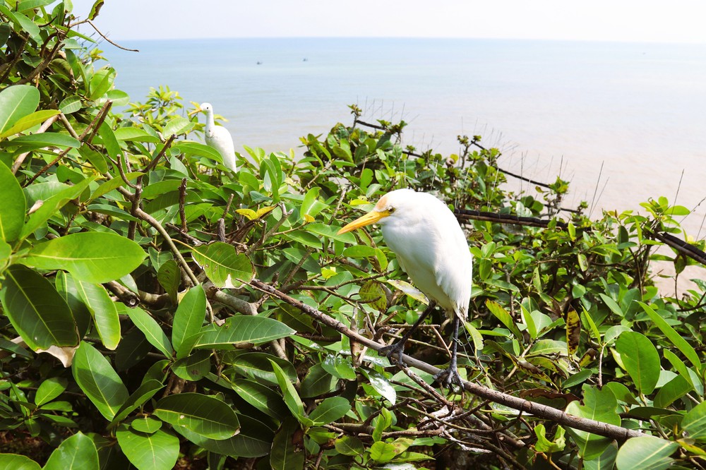 Nghệ An: Báo động tình trạng bẫy, bắt chim hoang dã theo kiểu tận diệt trên núi Rồng - Ảnh 14.