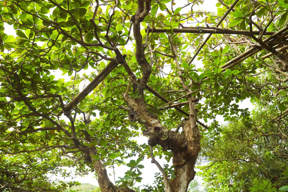 Nghệ An: Báo động tình trạng bẫy, bắt chim hoang dã theo kiểu tận diệt trên núi Rồng - Ảnh 7.