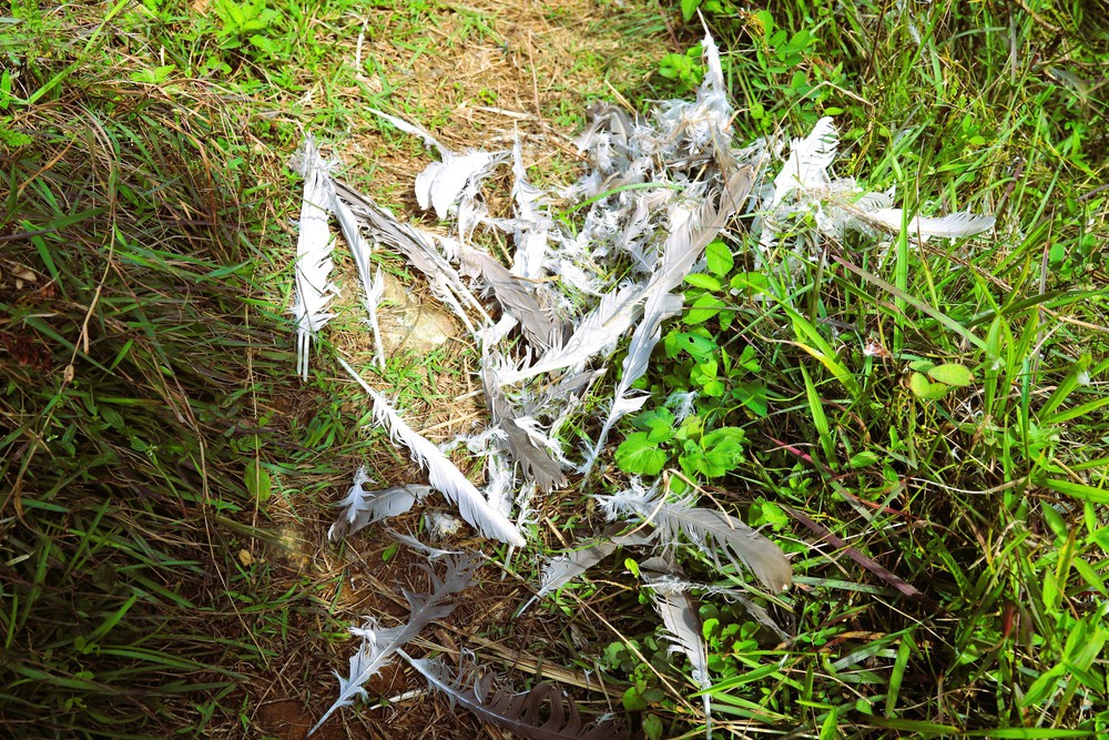 Nghệ An: Báo động tình trạng bẫy, bắt chim hoang dã theo kiểu tận diệt trên núi Rồng - Ảnh 9.