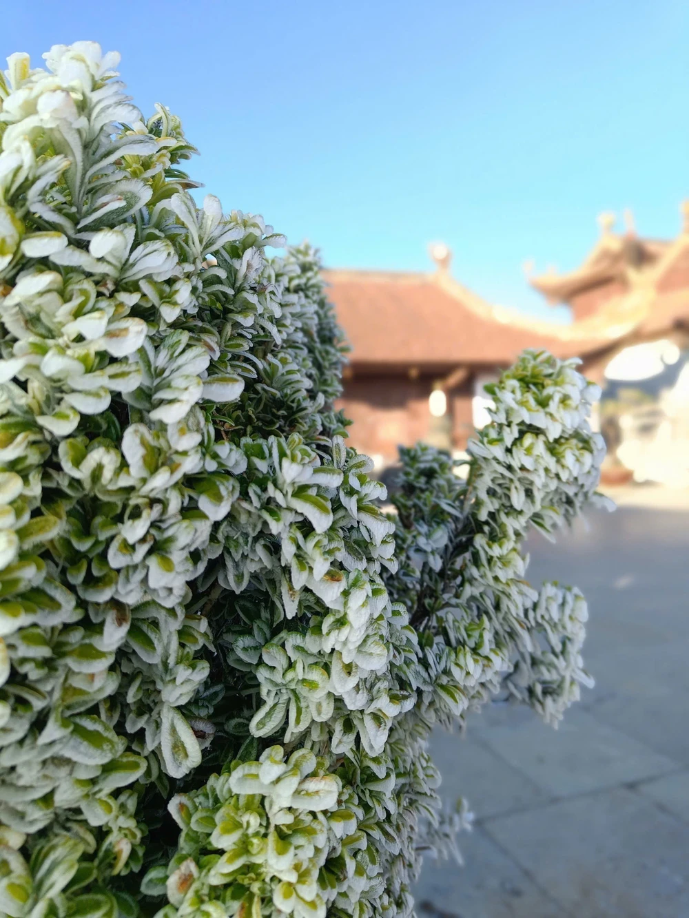 Băng giá phủ trắng đỉnh Fansipan, Lào Cai - Ảnh 4. Băng giá phủ trắng đỉnh Fansipan, Lào Cai - Ảnh 4.