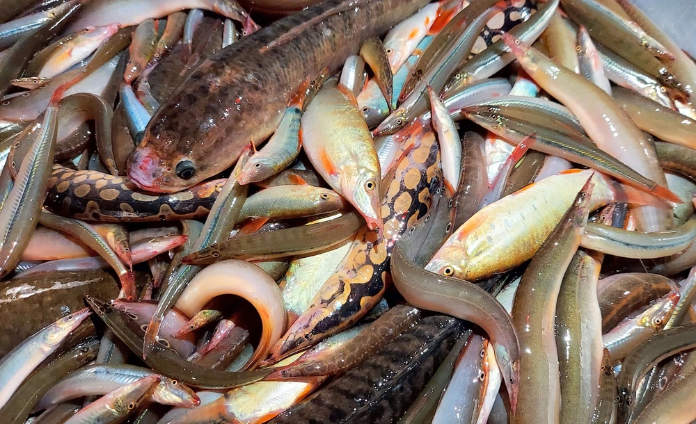 Phiên chợ độc đáo ở vùng sông nước miền Tây - Ảnh 2. Phiên chợ độc đáo ở vùng sông nước miền Tây - Ảnh 2.