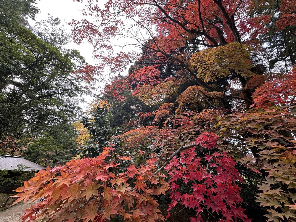 Kenrokuen - Một trong những khu vườn đẹp nhất Nhật Bản vào mùa thu - Ảnh 4.