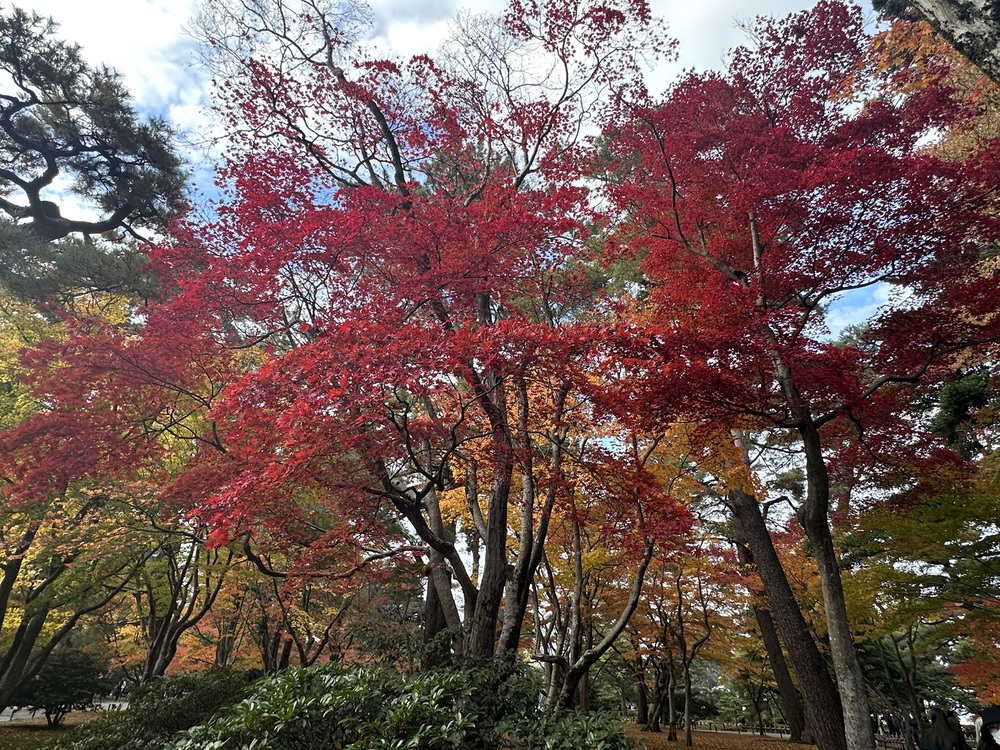 Kenrokuen - Một trong những khu vườn đẹp nhất Nhật Bản vào mùa thu - Ảnh 11.