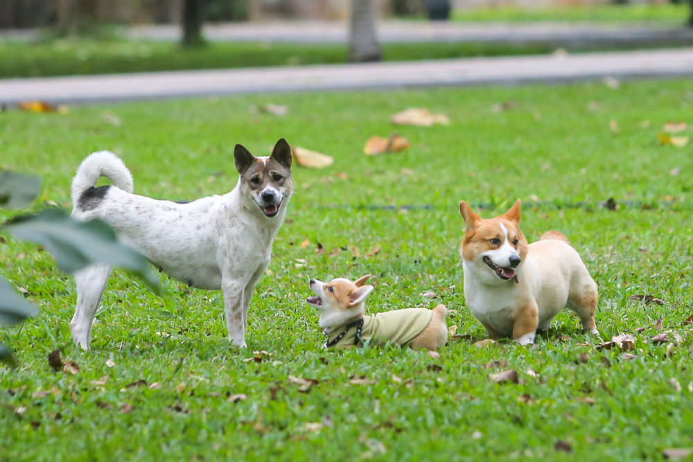  Thả rông động vật nuôi ở nơi công cộng bị phạt tiền tới 1 triệu đồng - Ảnh 1.