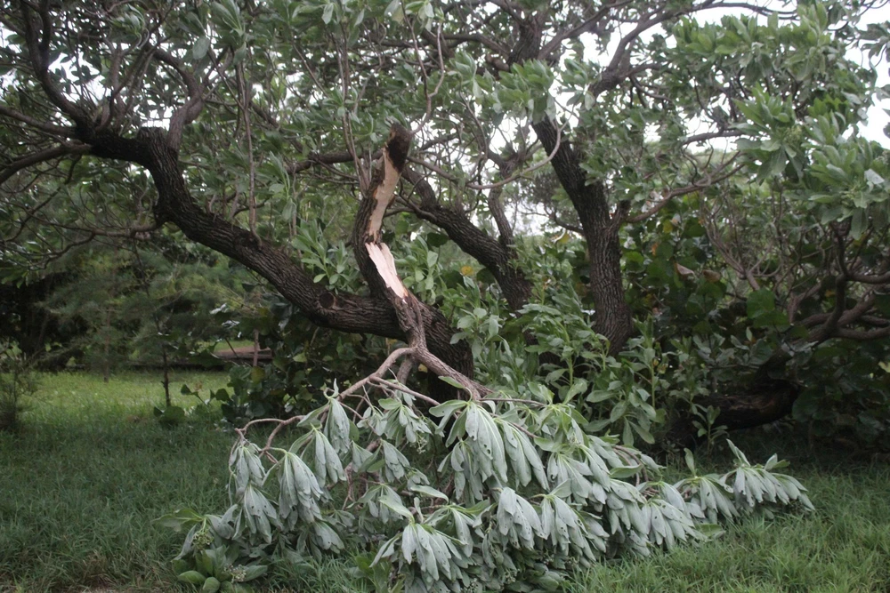 Cập nhật mới nhất tin bão số 13: Bão giật trên cấp 17 tiến vào biển Quy Nhơn - Ảnh 3. Cập nhật mới nhất tin bão số 13: Bão giật trên cấp 17 tiến vào biển Quy Nhơn - Ảnh 3.