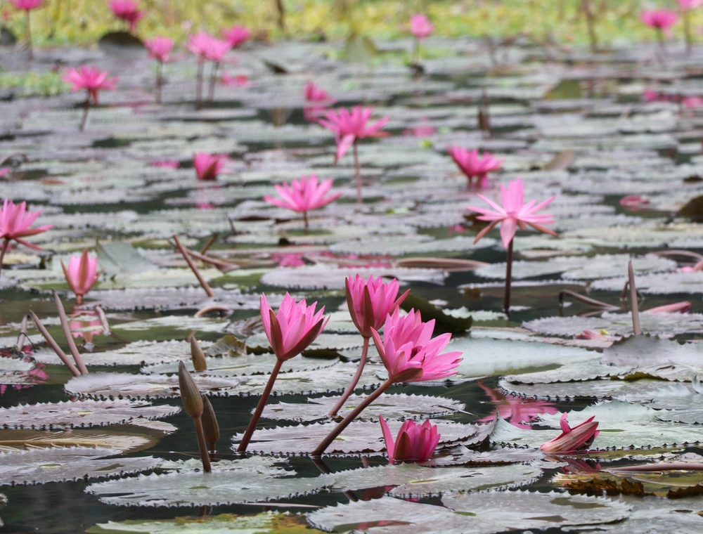 Mùa hoa súng nơi miền di sản - Ảnh 7. Mùa hoa súng nơi miền di sản - Ảnh 7.