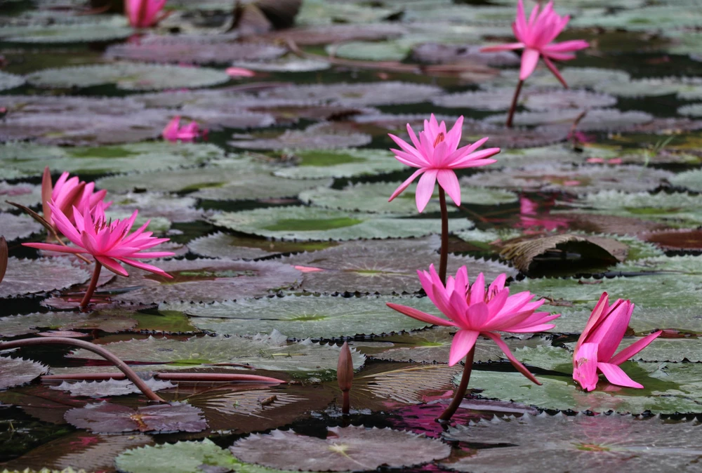 Mùa hoa súng nơi miền di sản - Ảnh 5. Mùa hoa súng nơi miền di sản - Ảnh 5.
