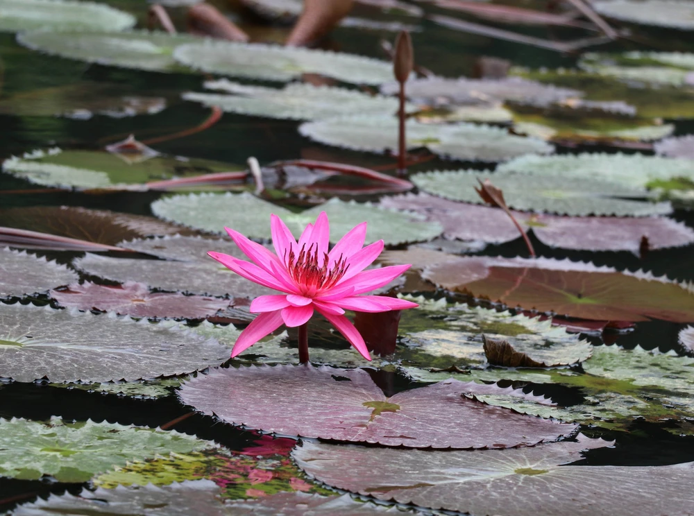 Mùa hoa súng nơi miền di sản - Ảnh 8. Mùa hoa súng nơi miền di sản - Ảnh 8.