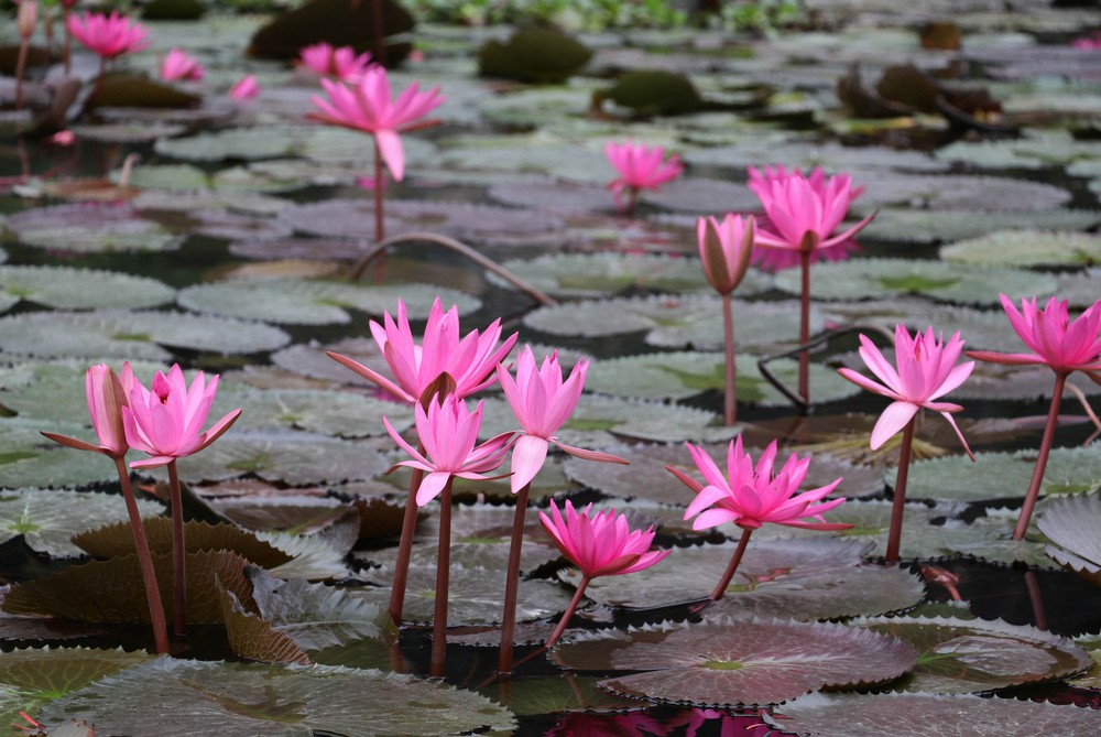 Mùa hoa súng nơi miền di sản - Ảnh 4. Mùa hoa súng nơi miền di sản - Ảnh 4.