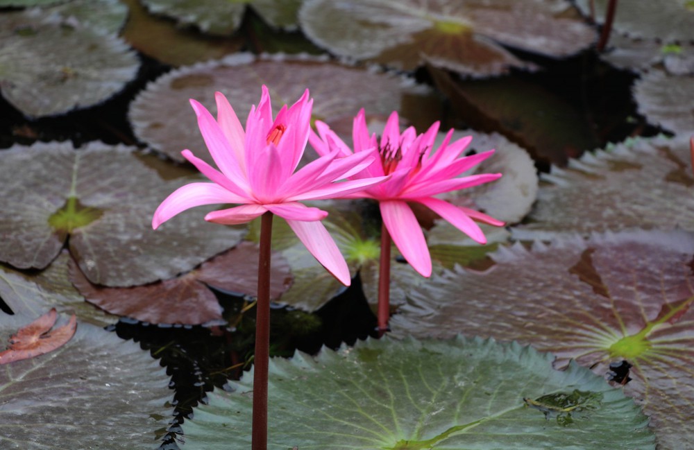 Mùa hoa súng nơi miền di sản - Ảnh 3. Mùa hoa súng nơi miền di sản - Ảnh 3.