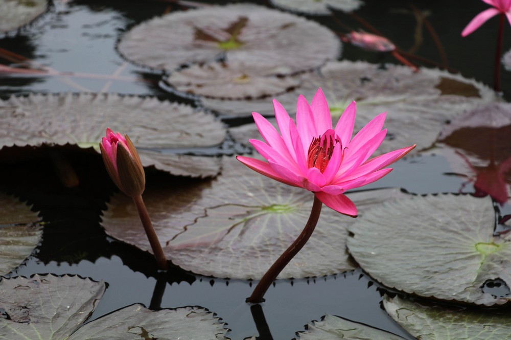 Mùa hoa súng nơi miền di sản - Ảnh 6. Mùa hoa súng nơi miền di sản - Ảnh 6.