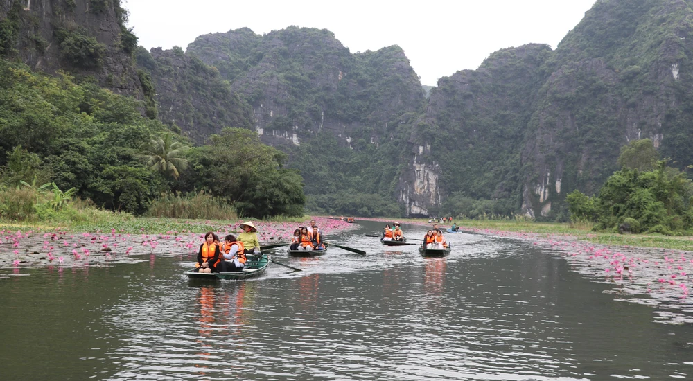 Mùa hoa súng nơi miền di sản - Ảnh 1. Mùa hoa súng nơi miền di sản - Ảnh 1.