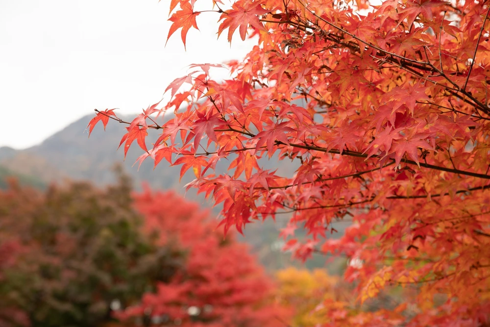 Vẻ đẹp ngỡ ngàng của núi Phú Sĩ mùa Thu - Ảnh 7. Vẻ đẹp ngỡ ngàng của núi Phú Sĩ mùa Thu - Ảnh 7.