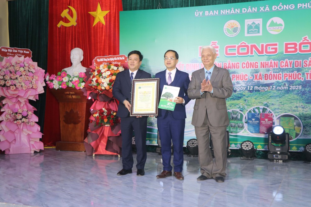 Thái Nguyên: 12 cây chè shan tuyết được công nhận là Cây Di sản Việt Nam - Ảnh 1.