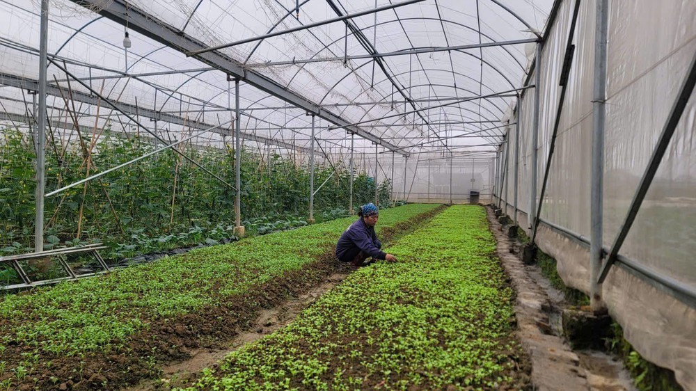 Chuyển đổi số giúp nông nghiệp Hà Nội bứt phá - Ảnh 1. Chuyển đổi số giúp nông nghiệp Hà Nội bứt phá - Ảnh 1.