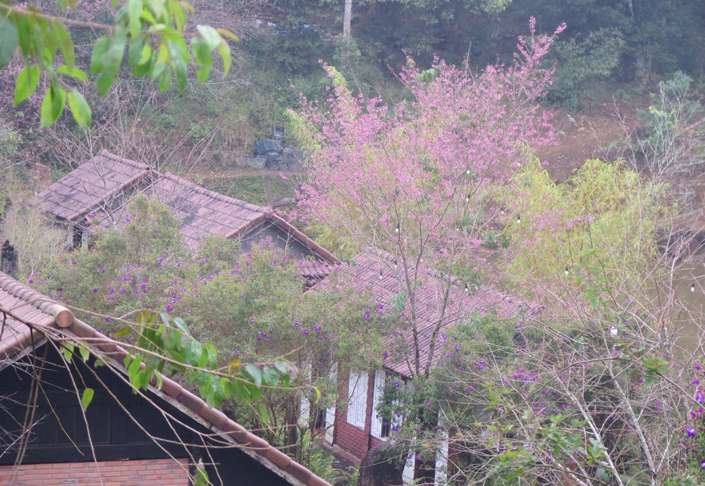 Măng Đen đón khách ngắm hoa anh đào với nhiều hoạt động đặc sắc - Ảnh 2.