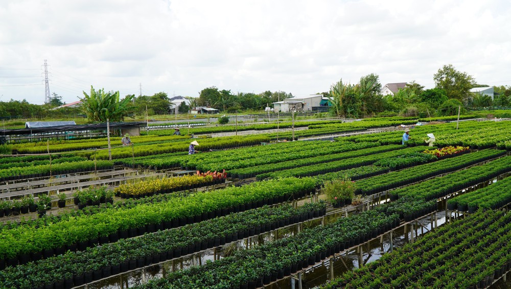 Trồng hoa trên giàn - Nét đặc trưng ở Làng hoa Sa Đéc - Ảnh 5. Trồng hoa trên giàn - Nét đặc trưng ở Làng hoa Sa Đéc - Ảnh 5.