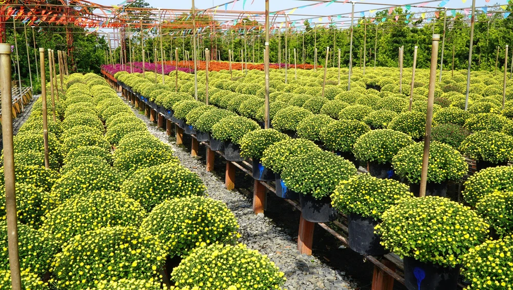 Trồng hoa trên giàn - Nét đặc trưng ở Làng hoa Sa Đéc - Ảnh 7. Trồng hoa trên giàn - Nét đặc trưng ở Làng hoa Sa Đéc - Ảnh 7.