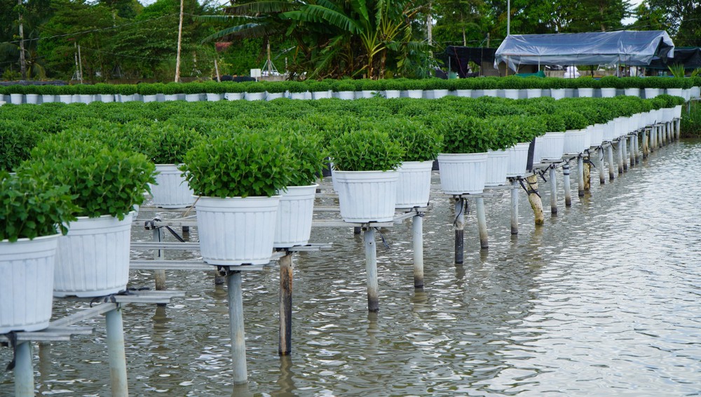 Trồng hoa trên giàn - Nét đặc trưng ở Làng hoa Sa Đéc - Ảnh 4. Trồng hoa trên giàn - Nét đặc trưng ở Làng hoa Sa Đéc - Ảnh 4.