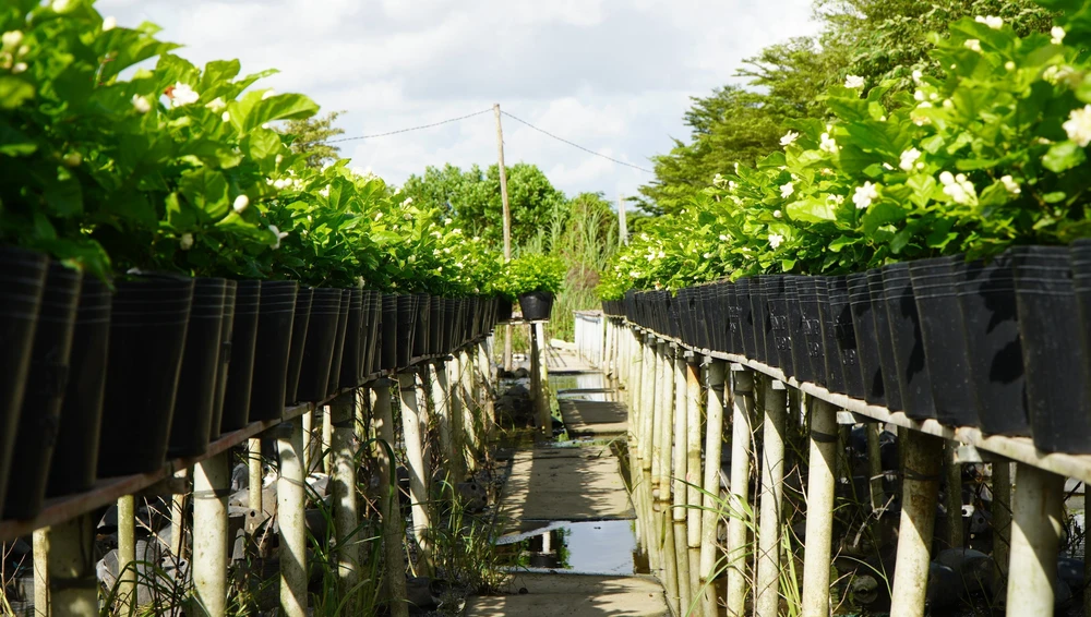 Trồng hoa trên giàn - Nét đặc trưng ở Làng hoa Sa Đéc - Ảnh 2. Trồng hoa trên giàn - Nét đặc trưng ở Làng hoa Sa Đéc - Ảnh 2.