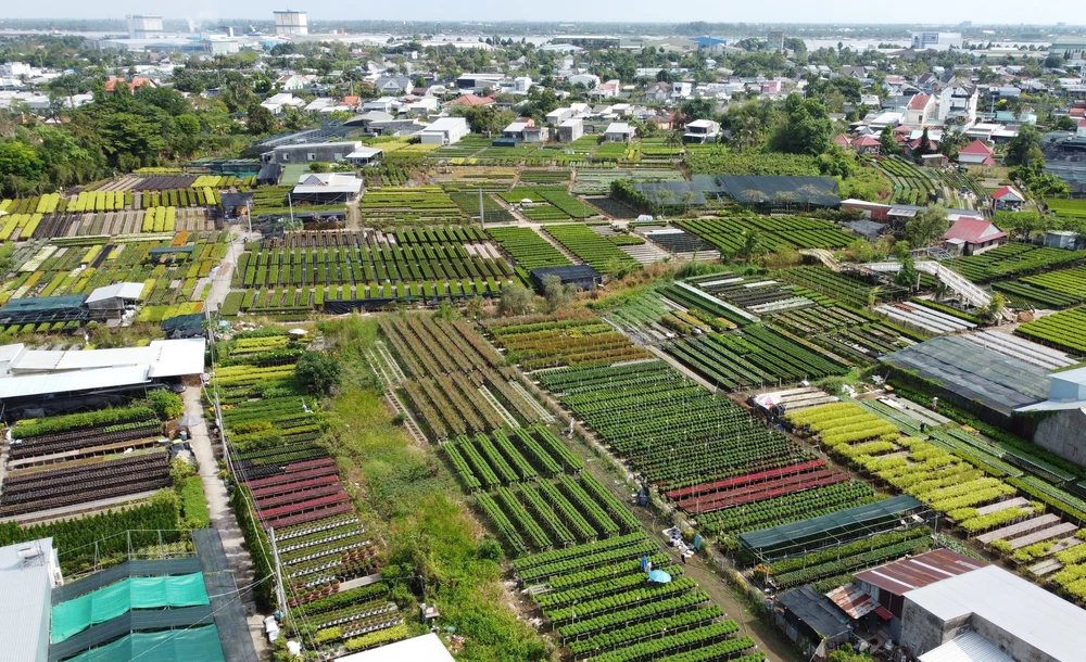 Trồng hoa trên giàn - Nét đặc trưng ở Làng hoa Sa Đéc - Ảnh 6. Trồng hoa trên giàn - Nét đặc trưng ở Làng hoa Sa Đéc - Ảnh 6.