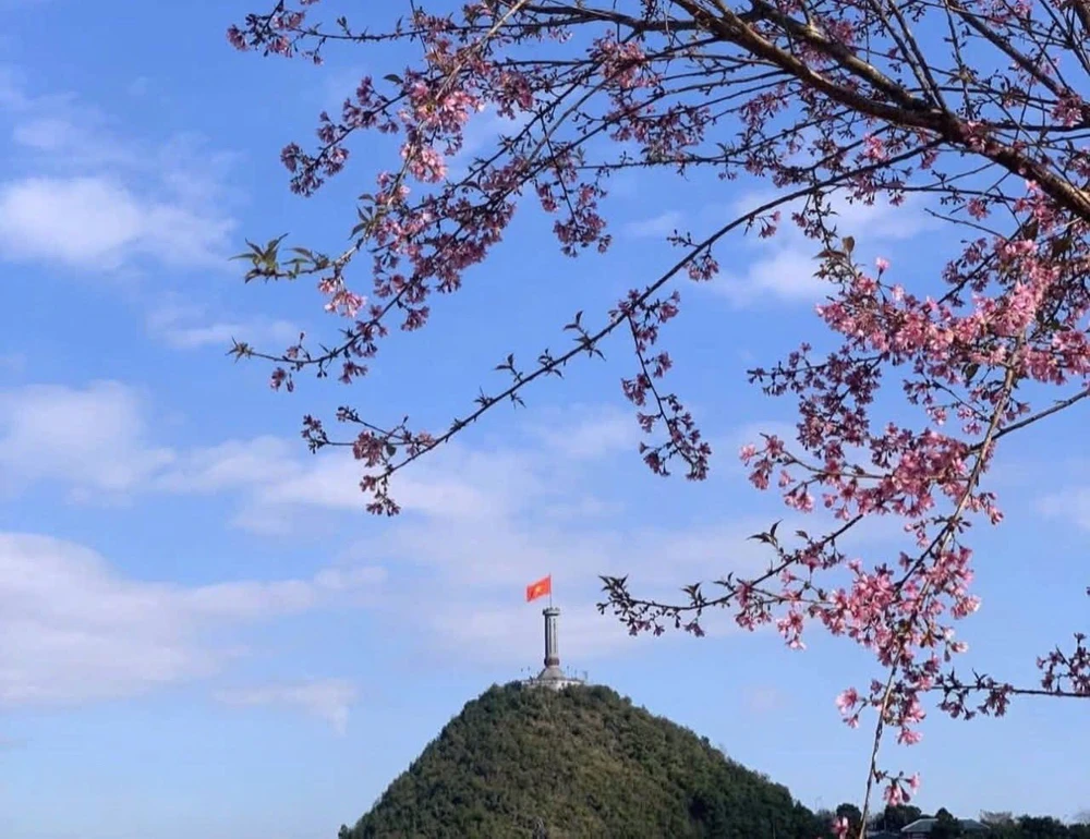 Chuẩn bị đón Lễ hội hoa Mai Anh Đào xã Lũng Cú lần thứ nhất - Ảnh 6.