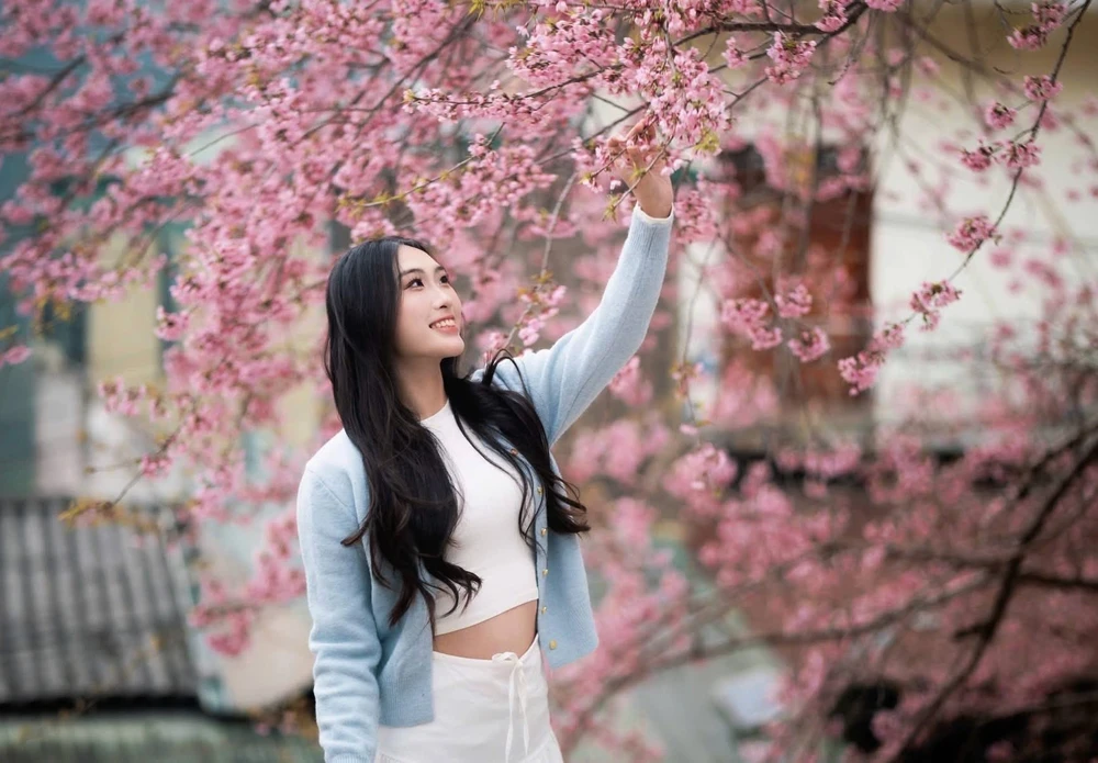 Chuẩn bị đón Lễ hội hoa Mai Anh Đào xã Lũng Cú lần thứ nhất - Ảnh 5.