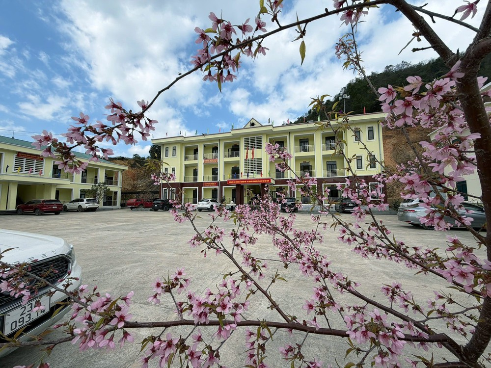 Chuẩn bị đón Lễ hội hoa Mai Anh Đào xã Lũng Cú lần thứ nhất - Ảnh 2.