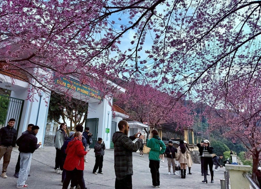 Chuẩn bị đón Lễ hội hoa Mai Anh Đào xã Lũng Cú lần thứ nhất - Ảnh 4.