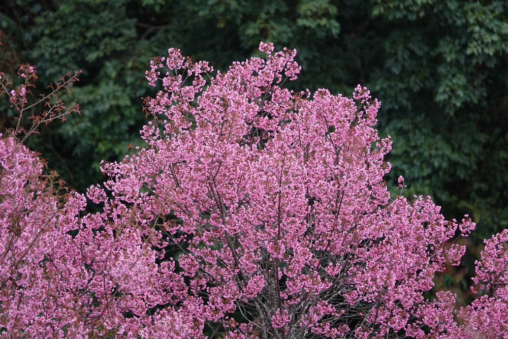 Lung linh sắc hoa Tớ Dày ở vùng cao Mù Cang Chải - Ảnh 2. Lung linh sắc hoa Tớ Dày ở vùng cao Mù Cang Chải - Ảnh 2.