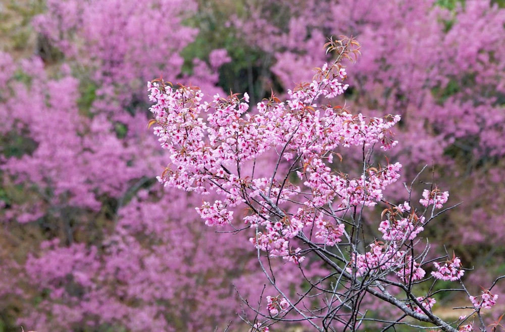 Lung linh sắc hoa Tớ Dày ở vùng cao Mù Cang Chải - Ảnh 1. Lung linh sắc hoa Tớ Dày ở vùng cao Mù Cang Chải - Ảnh 1.