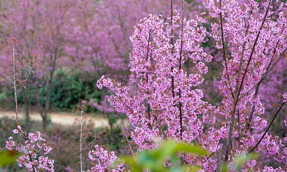 Lung linh sắc hoa Tớ Dày ở vùng cao Mù Cang Chải - Ảnh 3. Lung linh sắc hoa Tớ Dày ở vùng cao Mù Cang Chải - Ảnh 3.