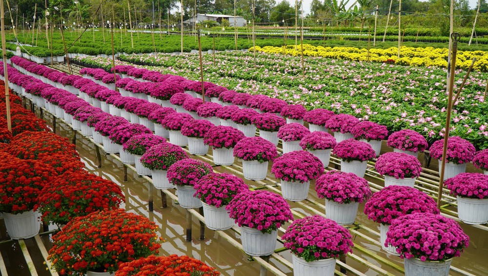 "Trái tim" khổng lồ làm từ 1.600 chậu hoa tươi ở Làng hoa Sa Đéc (Đồng Tháp) - Ảnh 6.