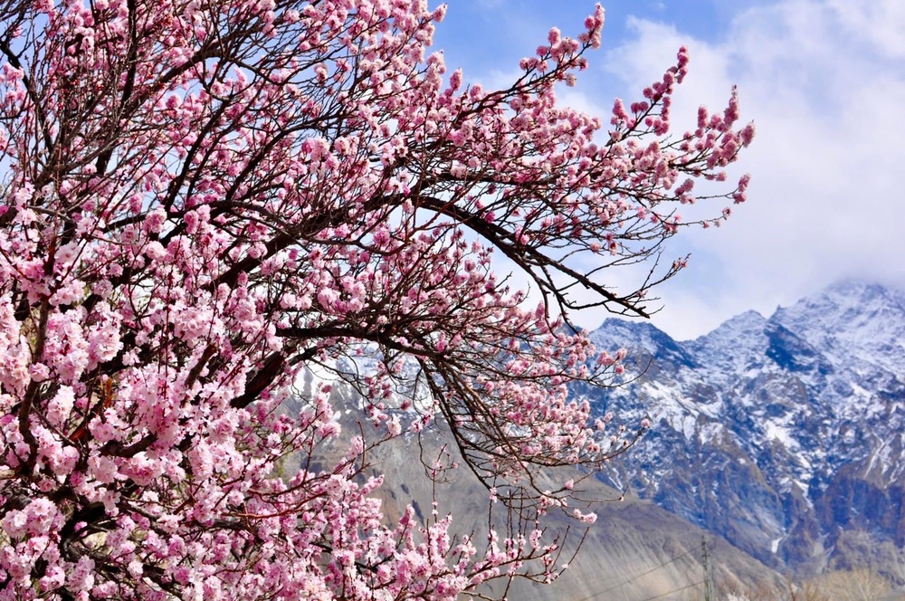 Pakistan - Bốn mùa hiếm có! - Ảnh 8.