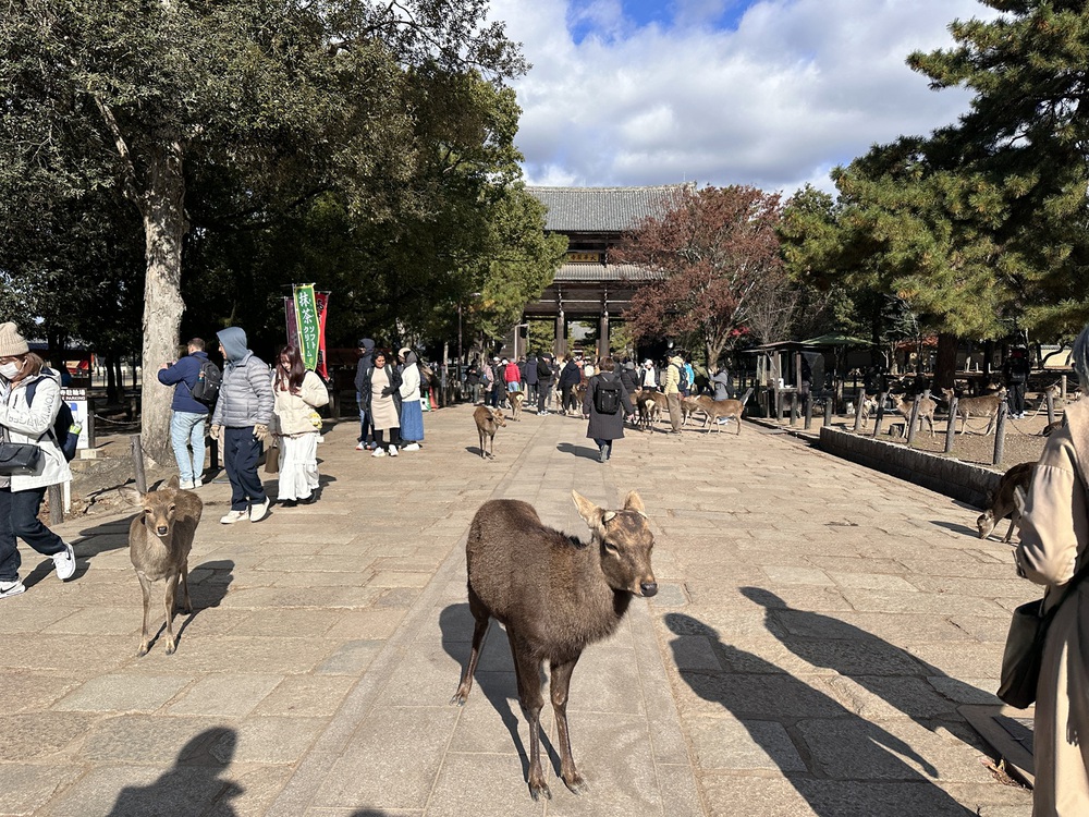 Nara – nơi những chú hươu bước đi cùng con người và thời gian lắng lại giữa cổ tự - Ảnh 1.