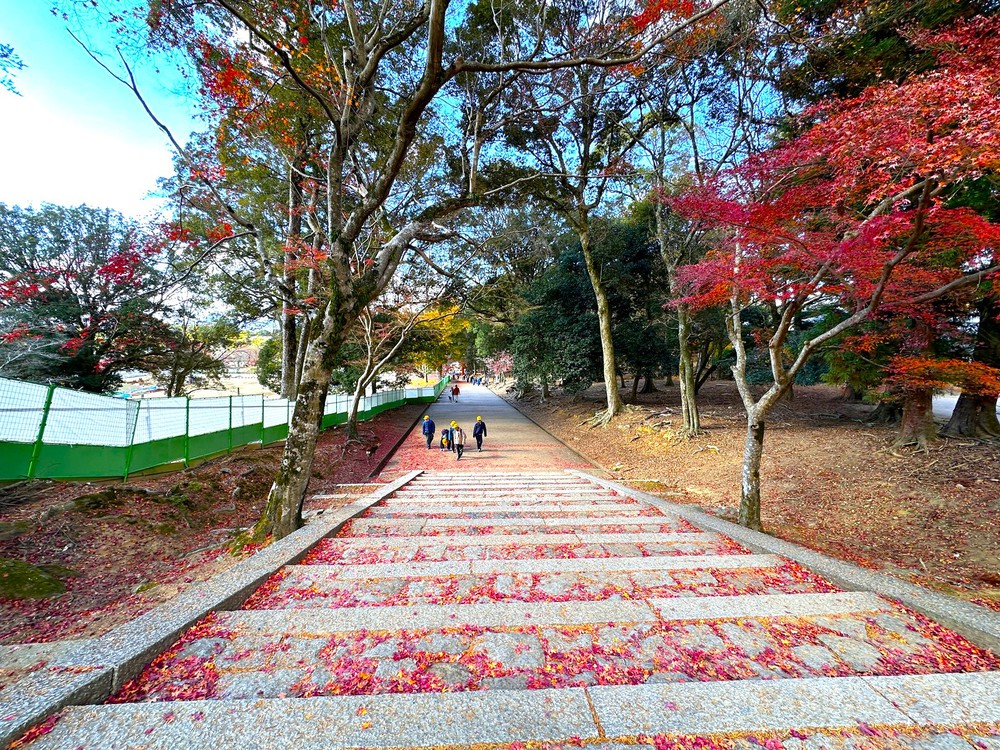 Nara – nơi những chú hươu bước đi cùng con người và thời gian lắng lại giữa cổ tự - Ảnh 6.