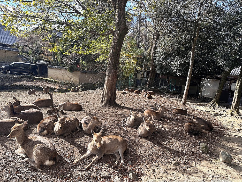 Nara – nơi những chú hươu bước đi cùng con người và thời gian lắng lại giữa cổ tự - Ảnh 7.