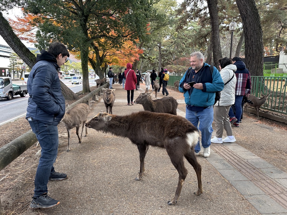 Nara – nơi những chú hươu bước đi cùng con người và thời gian lắng lại giữa cổ tự - Ảnh 8.
